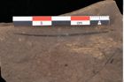 Foto (Detailansicht) von Pinus laricio Poiret (NHMW-GEO-2024-0188-0240)